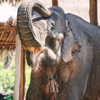 Jour 62 : Pour fêter nos 2 mois de voyage, on passe la journée avec les éléphants !! 🐘😍❤️