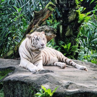 Jour 131 : Un petit tour au zoo et tchao Singapour, bye bye l’Asie ! ✈️