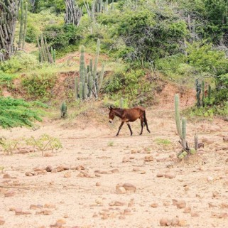 Jour 252 : Le désert de La Tatacoa, el Cuzco et los Hoyos 🌵🏜