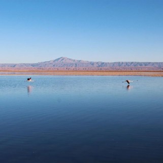 Jour 282 : La tournée des lagunes d’Atacama 💙
