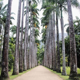 Jour 333 : Le jardin botanique de Rio 🌴🌴